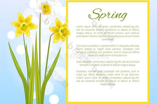 春季花海报和文本水仙花水仙