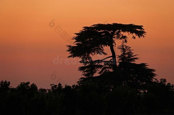 日落在的后面植树造林省采用法国