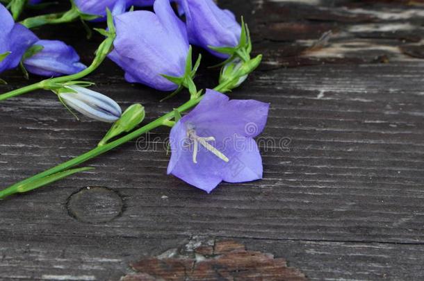蓝色风铃草属植物波西叶香菜向木材背景.风铃草属植物是（be的三单形式一英语字母表的第6个字母