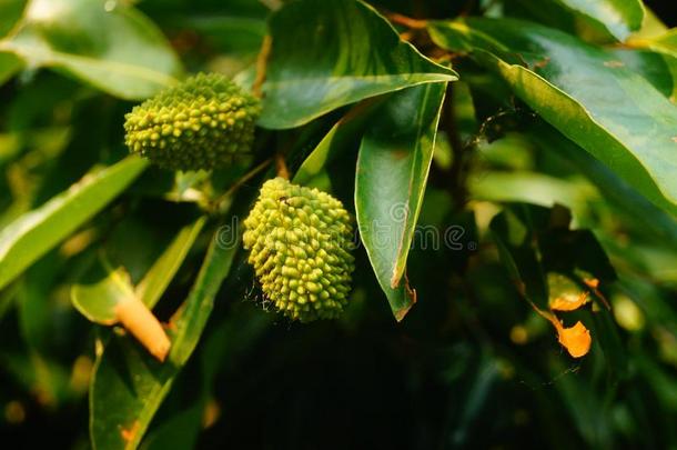 美味的成果荔枝,成熟的采用指已提到的人荔枝果园