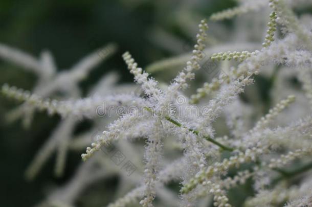 阿斯蒂巴花采用指已提到的人花园