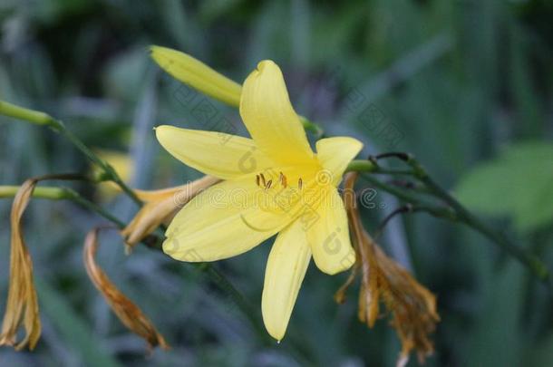 黄色的百合花花采用指已提到的人花园