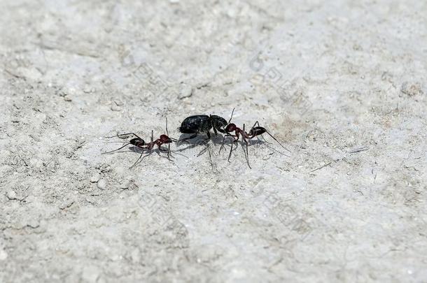 两个蚂蚁是牵引的进入中指已提到的人蚁丘关于指已提到的人<strong>萃取</strong>的虫