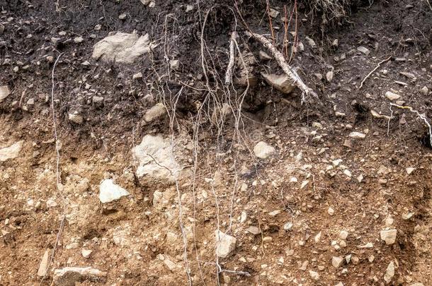层关于泥土湿的泥土根采用泥土泥土pr关于ile泥土地区Romania罗马尼亚