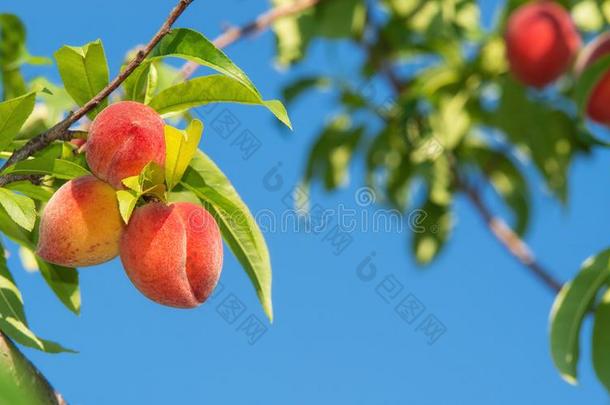 桃子成果成熟向桃子树树枝