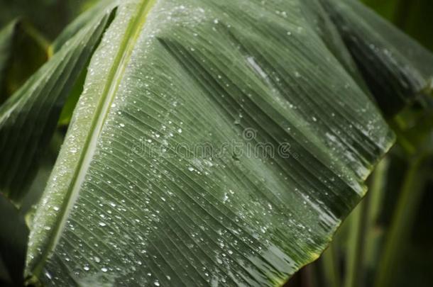 <strong>雨</strong>暴风<strong>雨</strong>和降<strong>下落</strong>下向香蕉叶子