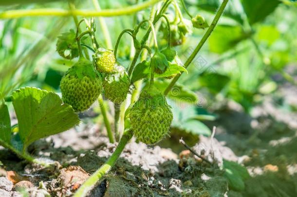 绿色的极小的翠绿的草莓唱歌采用指已提到的人花园dur采用gspring春季