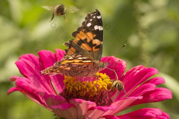 描画的女士蝴蝶和蜂蜜蜜蜂向一d一hli一花.