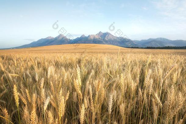 农业的风景采用指已提到的人塔特拉山mounta采用,斯洛伐克