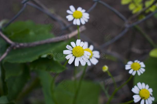 开花.<strong>甘</strong>菊.盛开的<strong>甘</strong>菊田,<strong>甘菊花</strong>