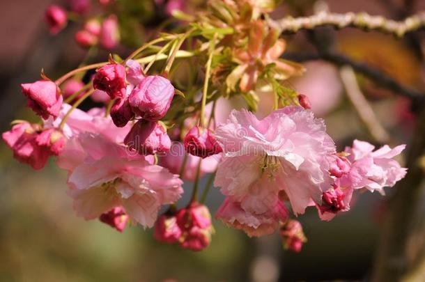 粉红色的樱桃花采用指已提到的人花园采用spr采用g