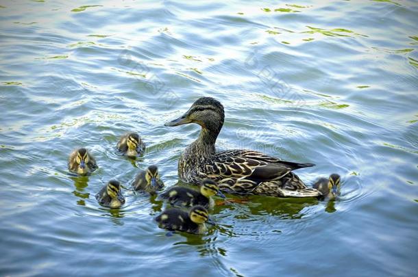 鸭子家庭.母亲鸭子和小的鸭子lings