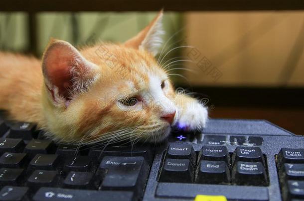 小猫桔子睡眠向键盘使用关于科技计算机.英语字母表的第3个字母