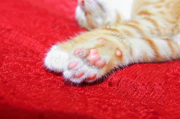 猫桔子.小猫展映粉红色的爪子向红色的背景