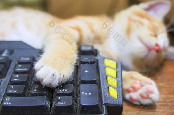小猫桔子睡眠向键盘使用关于科技计算机.英语字母表的第3个字母