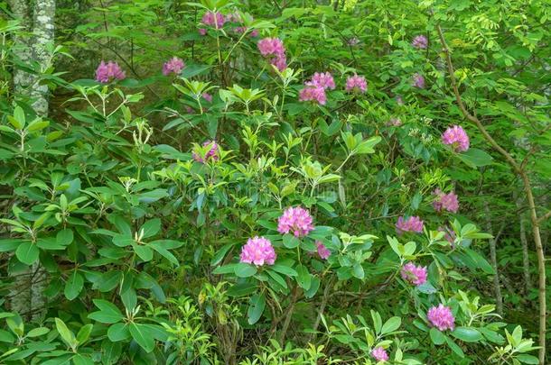 大大地卡托巴部族人杜鹃花灌木-2