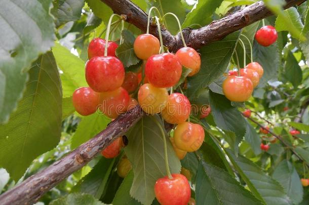 树枝关于樱桃树和成熟的桔子浆果成果