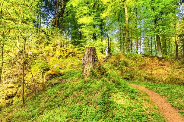 森林是（be的三单形式春季,瓦尔卡尼菲尔格洛斯坦德国