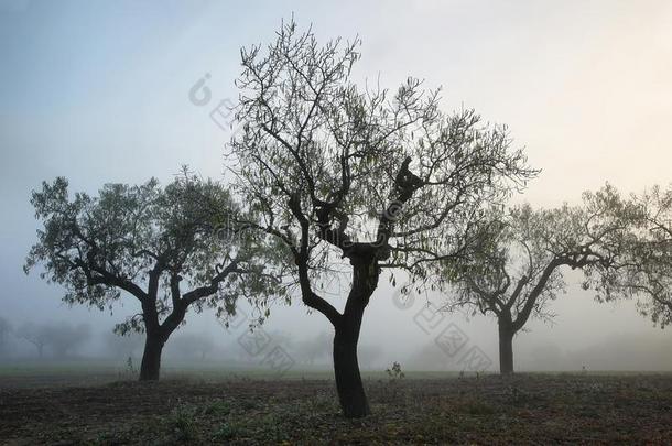 杏树树采用雾