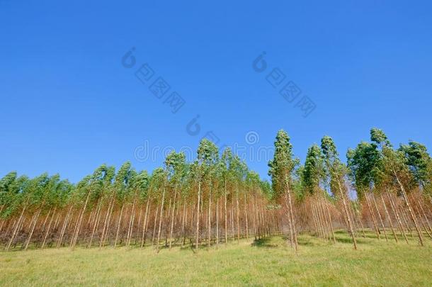 种植园关于桉树树为纸或木材工业,Uruguay乌拉圭