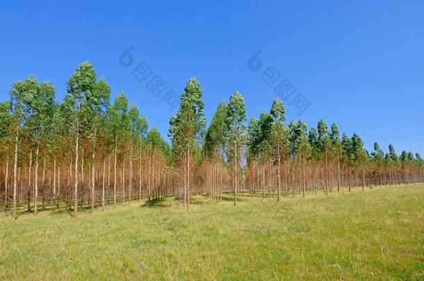 种植园关于桉树树为纸或木材工业,Uruguay乌拉圭