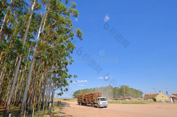伐木搬运业货车和桉树记录为指已提到的人纸或木材industry工业