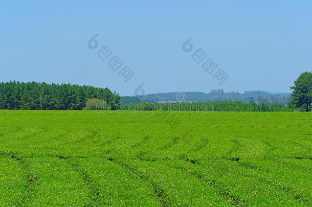 美丽的绿色的伙伴茶水种植园田采用prov采用ce米西奥内斯,