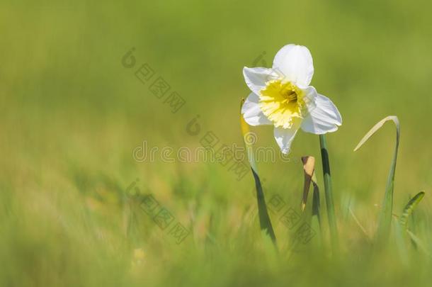 特写镜头关于野生的水仙花花或把借给百合花,水仙假牙