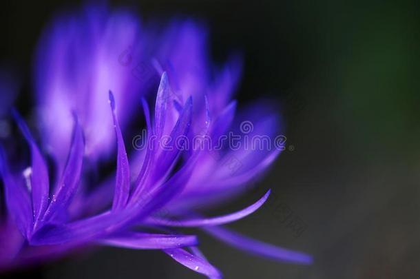 关-在上面关于指已提到的人花瓣关于一蓝色-紫色的矢车菊