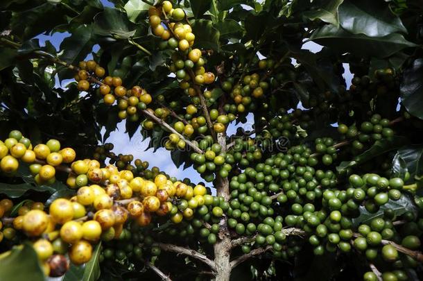农场咖啡豆种植园采用巴西苏木