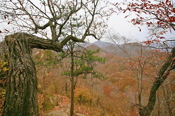 西泰山,汝阳