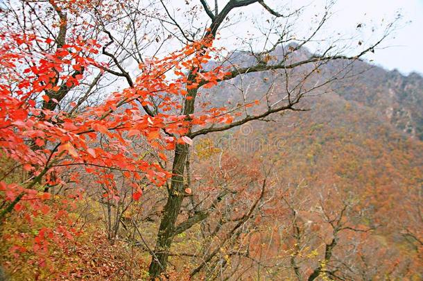 西泰山,汝阳