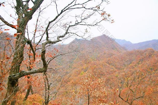 西泰山,汝阳