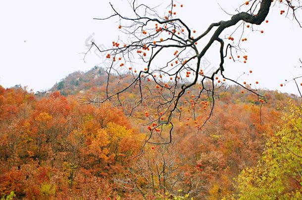 西泰山,汝阳