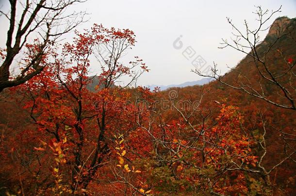 西泰山,汝阳