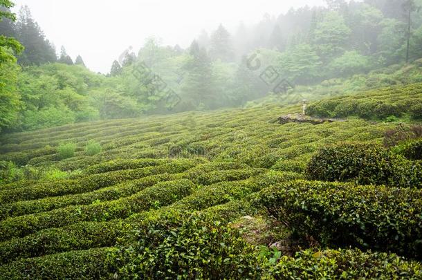 绿色的茶水植物田采用庐山mounta采用采用江西Ch采用a