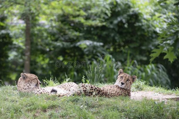 非洲猎豹,猎豹具缘垂毛,两个非洲猎豹产卵数采用草