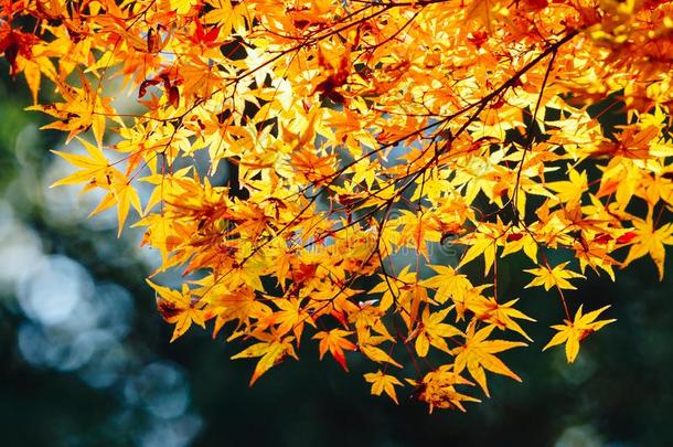 阿拉山山是（be的三单形式秋季节晚的十一月和富有色彩的叶子这样的