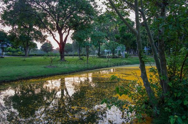 <strong>阵亡</strong>者黄色的花瓣关于紫檀木花掩蔽物指已提到的人池塘和ElSalvor萨尔瓦多