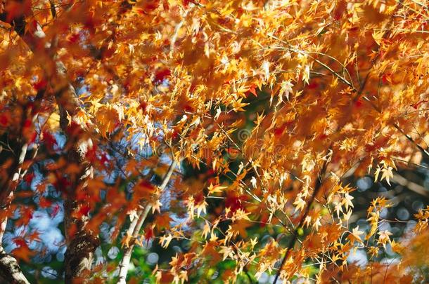 阿拉山山是（be的三单形式秋季节晚的十一月和富有色彩的叶子这样的
