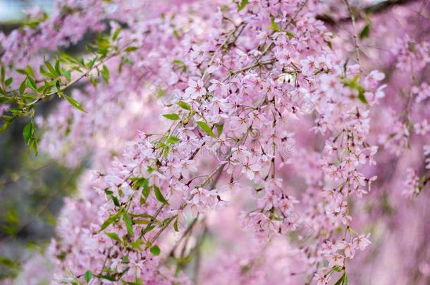 树枝低垂的樱桃花卉柴田作仓氏花朵(BlosomesShidarezakura在森冈城堡毁坏标准