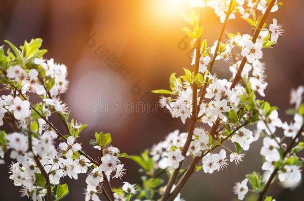 春季白色的花和太阳