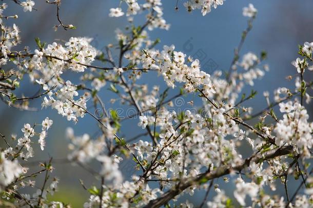 春季白色的花和太阳