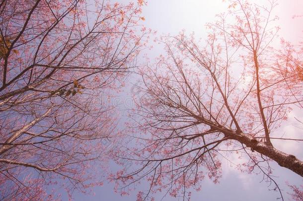 樱<strong>桃花树</strong>和软的蓝色天