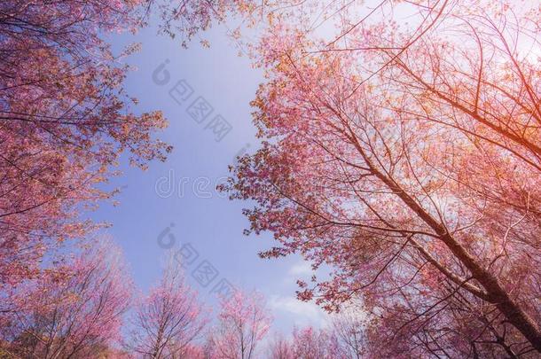 美丽的风景关于樱<strong>桃花树</strong>和蓝色天