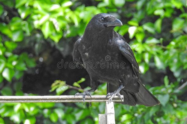 乌鸦座黑的乌鸦给食向花园鸟表
