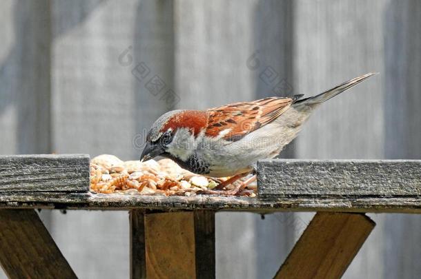 不列颠的普通的麻雀给食从鸟表