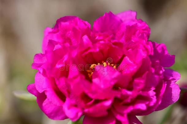 粉红色的花芽新鲜的和美丽的采用自然到处