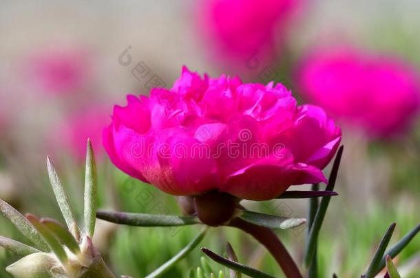 粉红色的花芽新鲜的和美丽的采用自然
