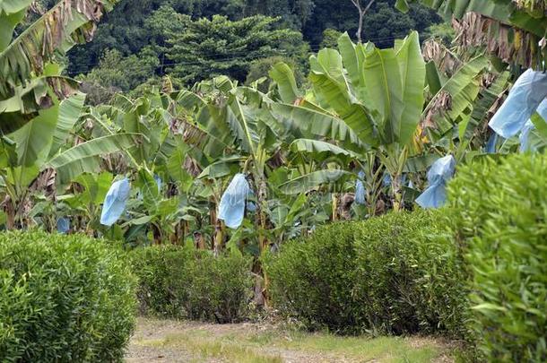 种植园关于<strong>香蕉</strong>和成年的成果